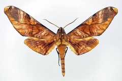 Rhadinopasa hornimani