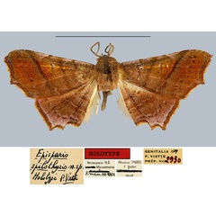 /filer/webapps/moths/media/images/S/spilothyris_Episparis_HT_MNHN.jpg