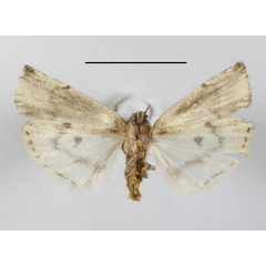 /filer/webapps/moths/media/images/U/uniformis_Lophotarsia_A_MGCLb_01.JPG