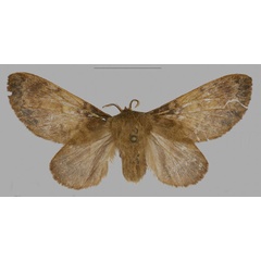 /filer/webapps/moths/media/images/B/barbarae_Pseudometa_PTF_Mueller_01a.jpg