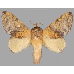 /filer/webapps/moths/media/images/L/lyovushkini_Hypotrabala_PTM_SMNS.jpg
