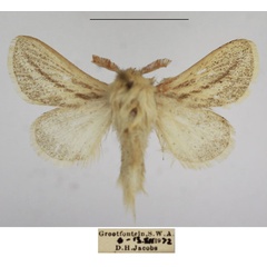 /filer/webapps/moths/media/images/W/wallengreni_Beralade_AM_TMSA_02.jpg