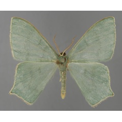 /filer/webapps/moths/media/images/V/vagistriga_Maxates_A_ZSM_01.jpg