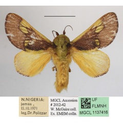 /filer/webapps/moths/media/images/P/picta_Latoia_AM_MGCLa_03.JPG