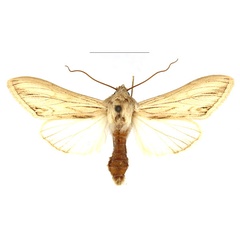 /filer/webapps/moths/media/images/M/melanoglossa_Cucullia_AM_RBINS.jpg