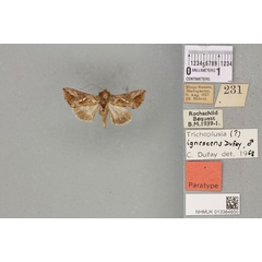 /filer/webapps/moths/media/images/I/ignescens_Plusia_PTM_BMNH_03a.jpg