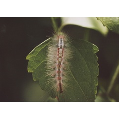 /filer/webapps/moths/media/images/L/lunensis_Laelia_C_Roland_09.jpg