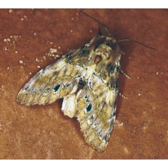 /filer/webapps/moths/media/images/R/rosinaria_Rosinella_A_Roland_01.jpg