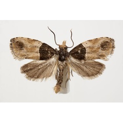 /filer/webapps/moths/media/images/C/congolana_Conaspasia_PT_RMCA.jpg