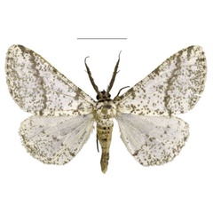 /filer/webapps/moths/media/images/S/staudei_Nothabraxas_PTM_Staude_01.jpg