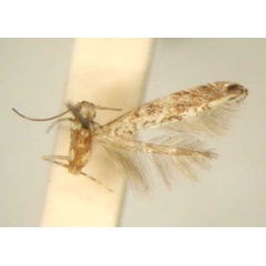 /filer/webapps/moths/media/images/G/geraea_Conopobathra_HT_TMSA6044.jpg