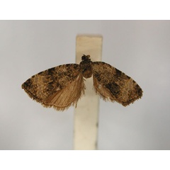 /filer/webapps/moths/media/images/N/nephelopyrga_Nepheloploce_LT_RMCA_01.jpg