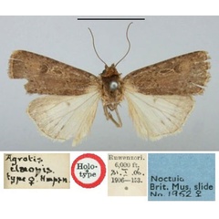 /filer/webapps/moths/media/images/E/elaeopis_Agrotis_HT_BMNH.jpg