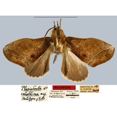 /filer/webapps/moths/media/images/C/cobaltina_Plusiodonta_HT_MNHN.jpg