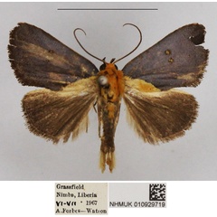 /filer/webapps/moths/media/images/M/molybdota_Negeta_AM_NHMUK.jpg