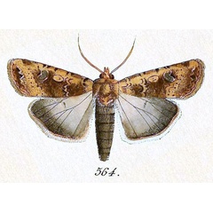 /filer/webapps/moths/media/images/A/aequa_Peridroma_Hubner_564.jpg