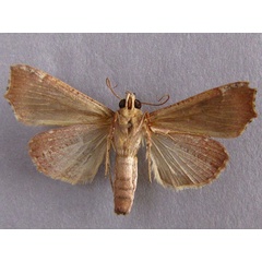 /filer/webapps/moths/media/images/S/sabulifera_Anomis_A_Baron_02.jpg