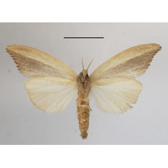 /filer/webapps/moths/media/images/B/bashfordae_Psalis_A_MGCLb_03.JPG