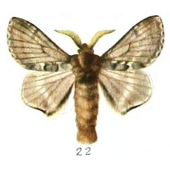 /filer/webapps/moths/media/images/O/obsoleta_Anadiasa_AM_Rebel_1-22.jpg