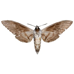 /filer/webapps/moths/media/images/P/pinheyi_Macropoliana_HT_SMCRb.jpg