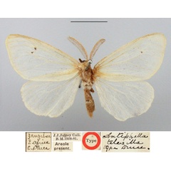 /filer/webapps/moths/media/images/T/telesilla_Antiphella_HT_BMNH.jpg