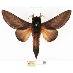 /filer/webapps/moths/media/images/M/marshalli_Grellada_AM_NHMUK_wKlPirx.jpg