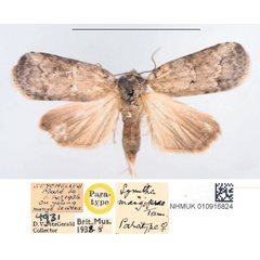 /filer/webapps/moths/media/images/M/mangifera_Symitha_PTF_NHMUK.jpg