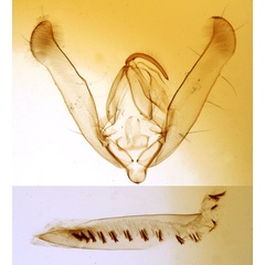 /filer/webapps/moths/media/images/T/toddi_Helicoverpa_GMHT_MNHN_3374.jpg