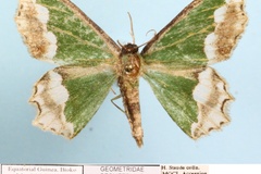 Bathycolpodes roehrichti