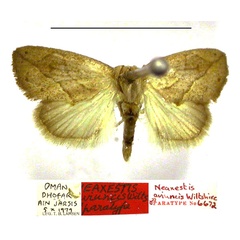 /filer/webapps/moths/media/images/A/aviuncis_Neaxestis_PTM_TMSA.jpg