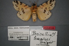 Kiriakoffalia lemairei