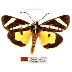 /filer/webapps/moths/media/images/O/obliqua_Aegocera_AM_RBINS_02.jpg