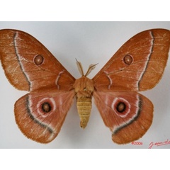 /filer/webapps/moths/media/images/A/aurantiaca_Bunaeopsis_A_Albert.jpg