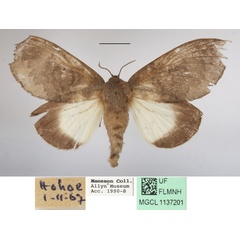 /filer/webapps/moths/media/images/L/lamborni_Pachymetana_AF_MGCLa_02.JPG