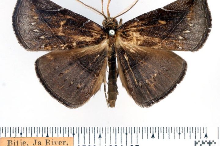 /filer/webapps/moths/media/images/C/coerulescens_Aburina_AM_BMNH.jpg