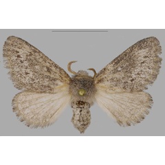 /filer/webapps/moths/media/images/A/asterae_Gaiarana_PTM_MfN_03.jpg