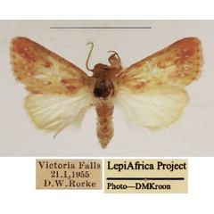 /filer/webapps/moths/media/images/A/albipuncta_Timora_AF_TMSA_02.jpg