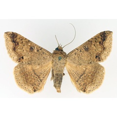 /filer/webapps/moths/media/images/C/congressa_Ericeia_AM_TMSA_02.jpg