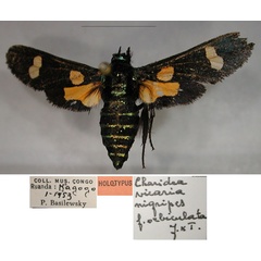 /filer/webapps/moths/media/images/O/orbiculata_Charidea_PTF_RMCA_01.jpg