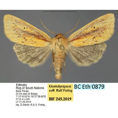 /filer/webapps/moths/media/images/E/etchecopari_Sciomesa_AM_Fiebiga.jpg