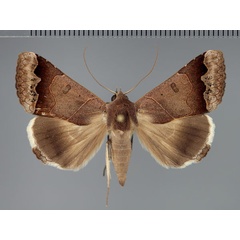 /filer/webapps/moths/media/images/M/mejanesi_Ophiusa_A_Fiebig.jpg