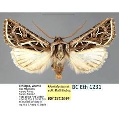 /filer/webapps/moths/media/images/V/venustissima_Leumicamia_AM_Fiebig.jpg
