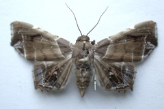 Episparis hieroglyphica