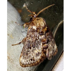 /filer/webapps/moths/media/images/I/inconsequens_Scotinochroa_A_Braun_05.jpg