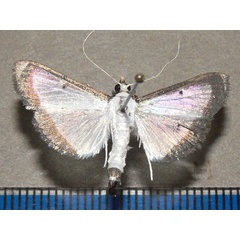 /filer/webapps/moths/media/images/E/elealis_Palpita_A_Goff.jpg