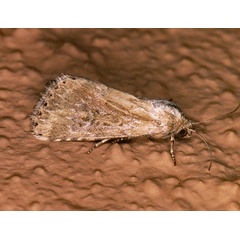/filer/webapps/moths/media/images/S/stigmatia_Heliocheilus_F_Roland_01_OKOcfHt.jpg