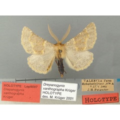 /filer/webapps/moths/media/images/X/xanthographa_Drepanogynis_HT_TMSA.jpg
