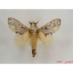 /filer/webapps/moths/media/images/P/phoneus_Odontocheilopteryx_A_Alberta_01.jpg
