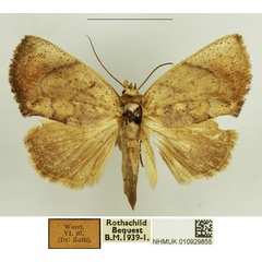 /filer/webapps/moths/media/images/P/pallida_Plusiocalpe_AF_NHMUK.jpg