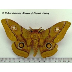 /filer/webapps/moths/media/images/C/cytherea_Gonimbrasia_AM_OUMNH_02.jpg